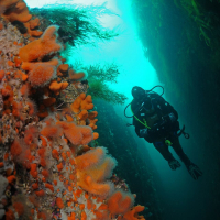 Best Dive Sites In Norway