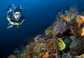Best Dive Sites In Trinidad And Tobago