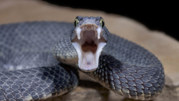 Most Venomous Snakes