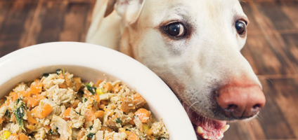 Best Pet Food Delivery Services