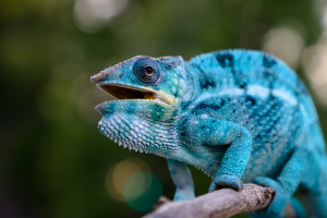 World's Most Colorful Chameleons