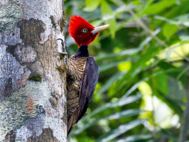 World's Amazingly Colourful Woodpeckers