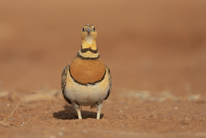 World's Most Amazing Desert Birds