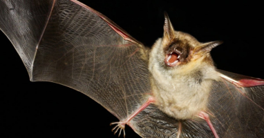 Predators of Bats that Eat Bats