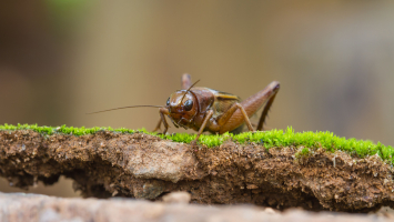Predators of Crickets that Eat Crickets