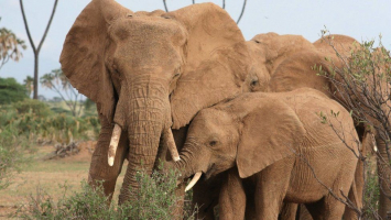 Predators of Elephants that Eat Elephants