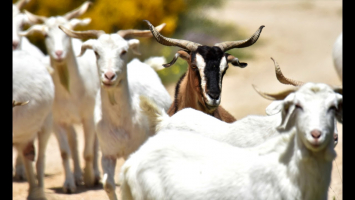Predators of Goats that Eat Goats