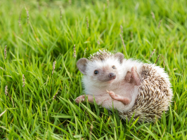Predators Of Hedgehogs that Eat Hedgehogs