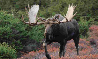 Predators of Moose that Eat Moose