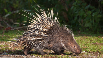 Predators of Porcupines that Eat Porcupines