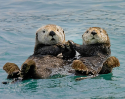 Predators of Sea Otters that Eat Sea Otter