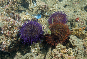 Predators of Sea Urchins that Eat Sea Urchins