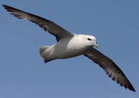 Predators Of Seagulls that Eat Seagulls