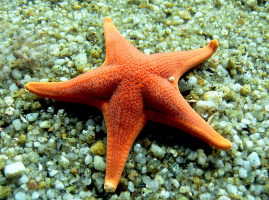 Predators of Starfish that Eat Starfish