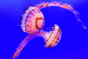 World's Most Beautiful Jellyfish