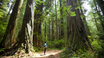 Best Places To See Redwoods In California