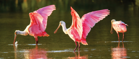 World's Beautiful Pink Birds