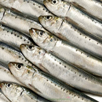 Health Benefits of Eating Sardines