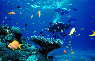 Best Diving Sites in Mauritius