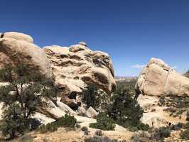 Best Things To Do in Joshua Tree