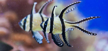 Most Beautiful Saltwater Fish in The World
