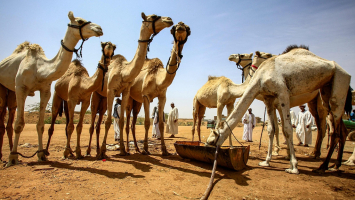 Interesting Facts about Camels