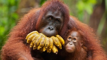 Interesting Facts about Orangutans