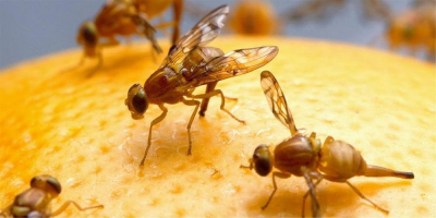 Tips for Getting Rid of Fruit Flies