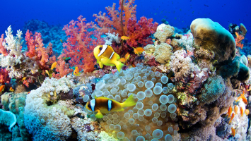Best Dive Sites In Honduras