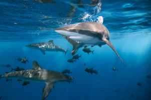 Facts About Sharks that Shark Week Hasn't Told You