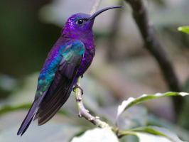 World's Most Beautiful Purple Birds