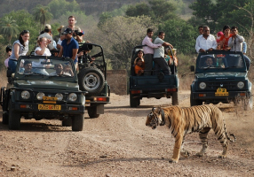 Best Safaris in Rajasthan