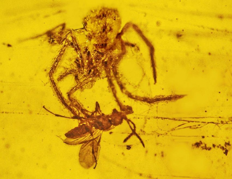 Researchers Found A 100 Million-Year-Old Spider And Its Meal Encased In Amber