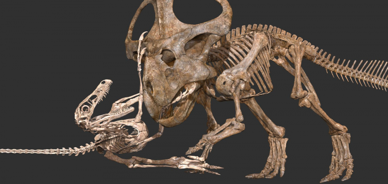 A Velociraptor And Its Prey Were Fossilized Mid