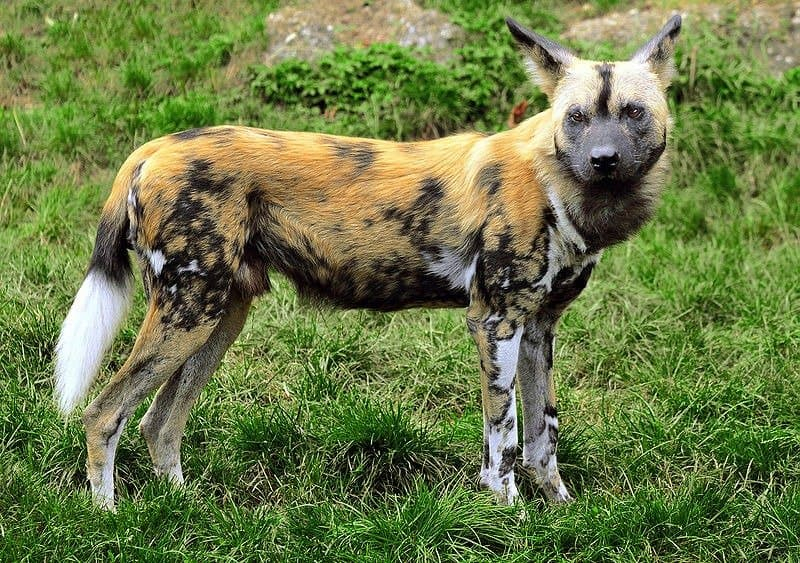 Photo:  AZ Animals - African Wild Dog