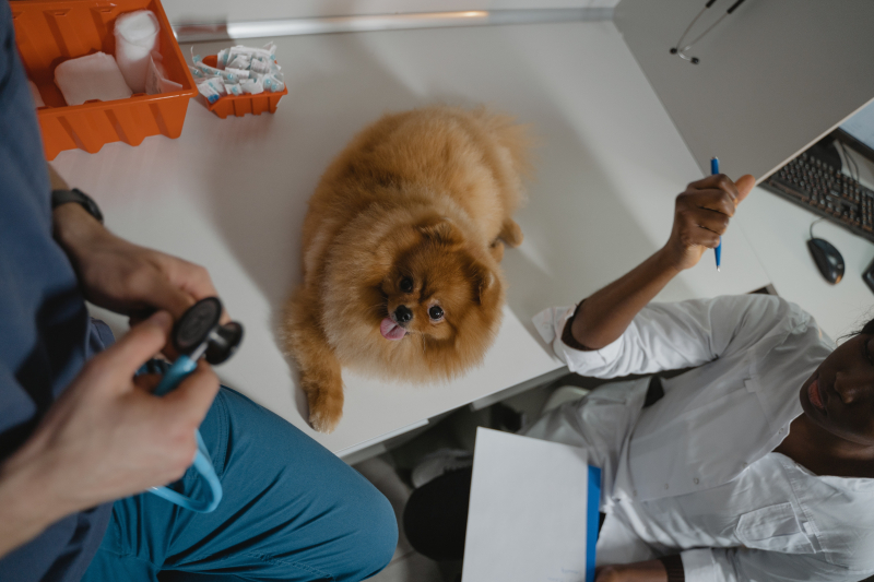 Photo by Tima Miroshnichenko: https://www.pexels.com/photo/a-pomeranian-over-the-diagnostic-table-inside-a-clinic-6235116/