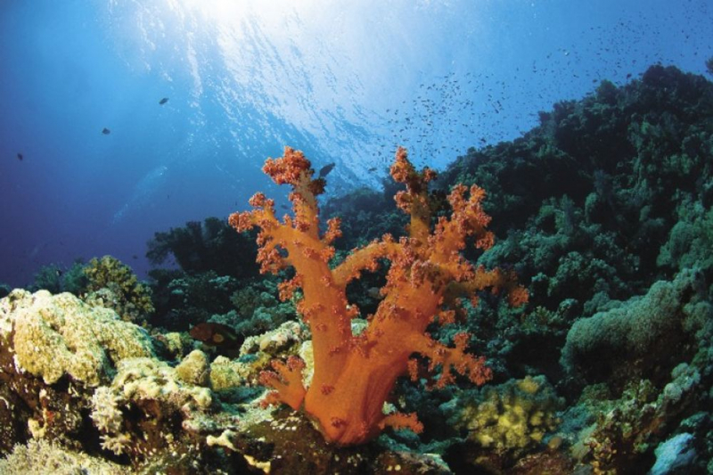 Ala's Reef. Photo: divemagazine.com