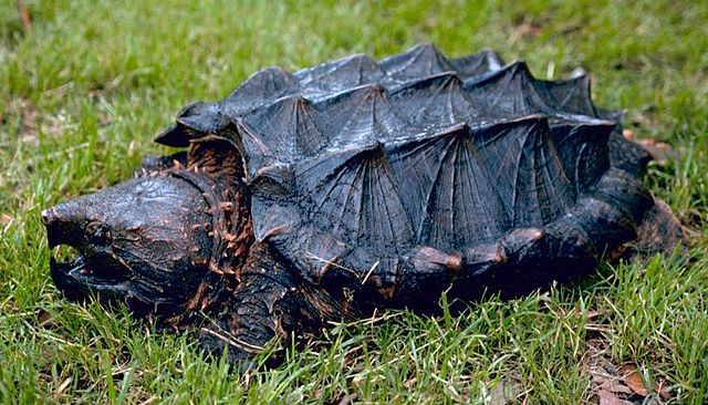 Photo:  Wikipedia - Alligator snapping turtle