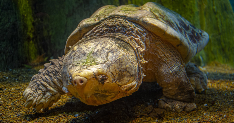 Photo:  Tennessee Aquarium - Alligator Snapping Turtle