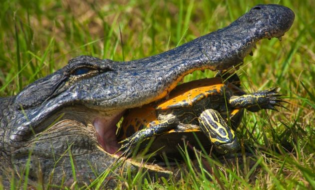 Photo: https://www.dailymail.co.uk/sciencetech/article-2314541/Turtle-shell-withstands-15-minute-attack-alligator-fails-crack-shell.html