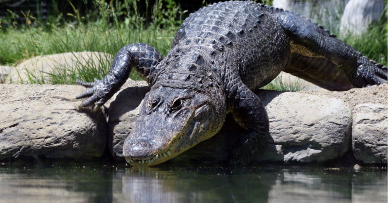 Photo: https://a-z-animals.com/blog/do-alligators-eat-turtles-or-are-they-friendly/