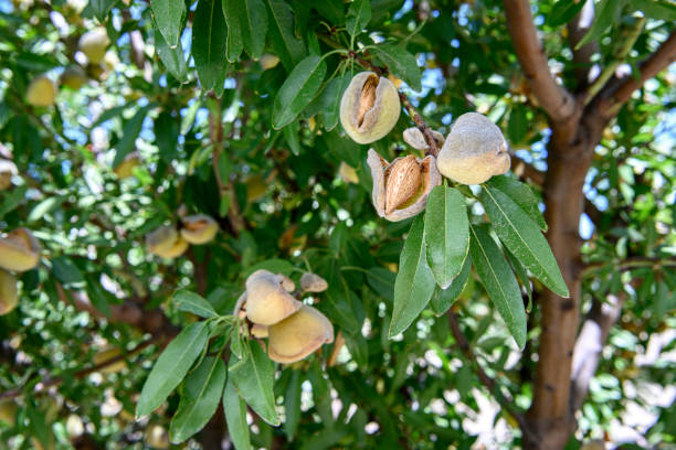 Almonds Can Help Gut Health