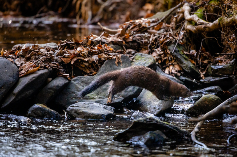 Photo:  Chesapeake Bay Program - American mink