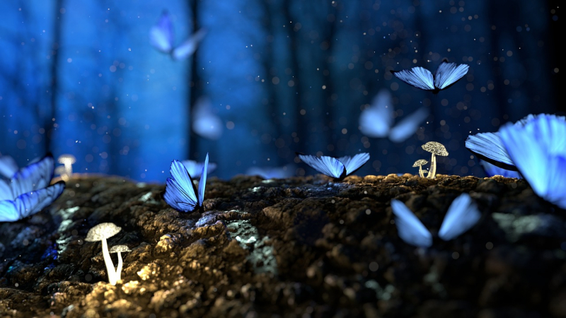 Image by Игорь Левченко from Pixabay: https://pixabay.com/photos/fantasy-butterflies-mushrooms-2049567/
