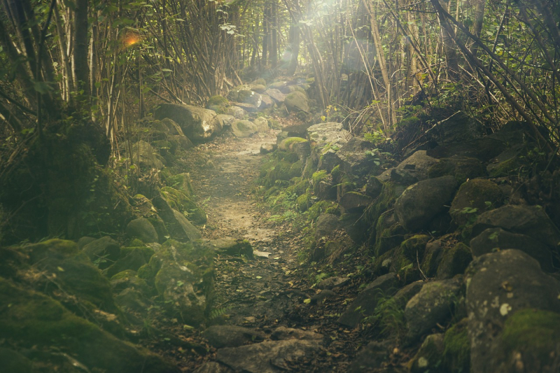 Image by SplitShire from Pixabay: https://pixabay.com/photos/forest-path-rocks-trail-438432/