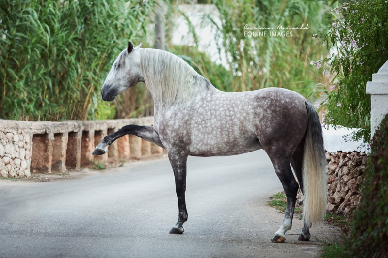 Photo: spanish-horse-boutique.com