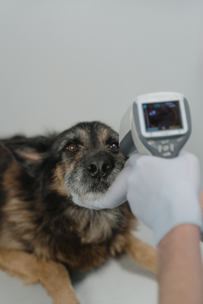 Photo by Tima Miroshnichenko: https://www.pexels.com/photo/a-dog-getting-check-up-in-a-vet-clinic-6235121/