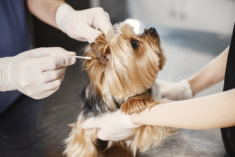 Photo by Gustavo Fring: https://www.pexels.com/photo/small-hairy-dog-getting-ears-cleaned-by-a-vet-with-a-cotton-bud-6816871/