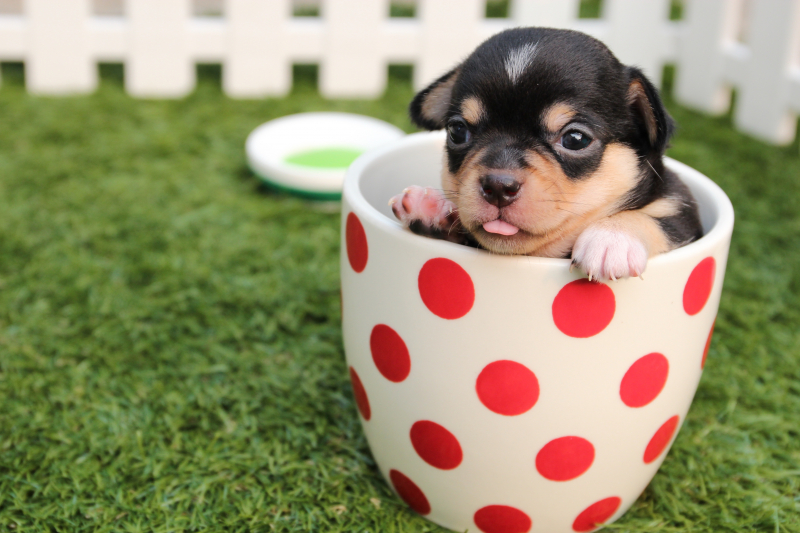 Photo by Pixabay: https://www.pexels.com/photo/short-coated-black-and-brown-puppy-in-white-and-red-polka-dot-ceramic-mug-on-green-field-39317/