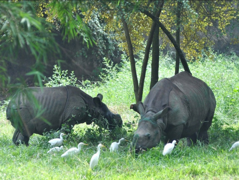 Assam State Zoo cum Botanical Garden, https://www.trawell.in/admin/images/upload/47002919Guwahati_Assam_State_Zoo_Cum_Botanical_Garden_Main.jpg